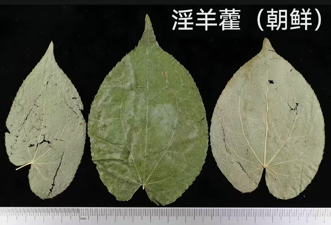朝鲜淫羊藿展示图