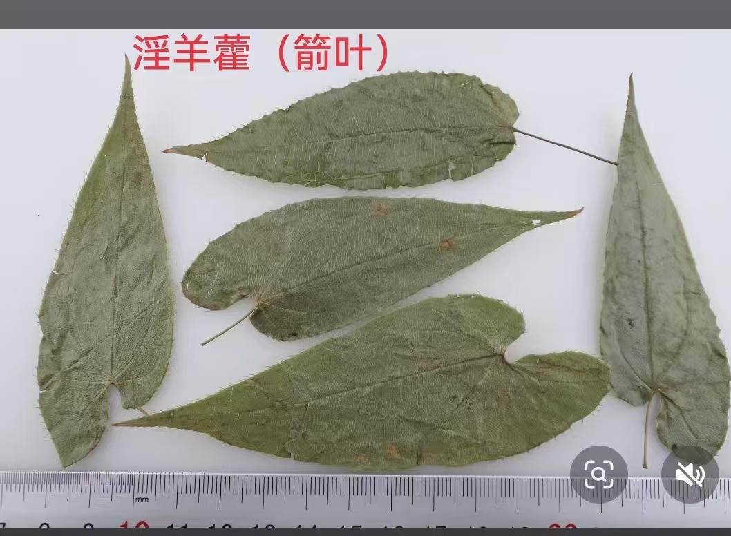 箭叶淫羊藿展示图