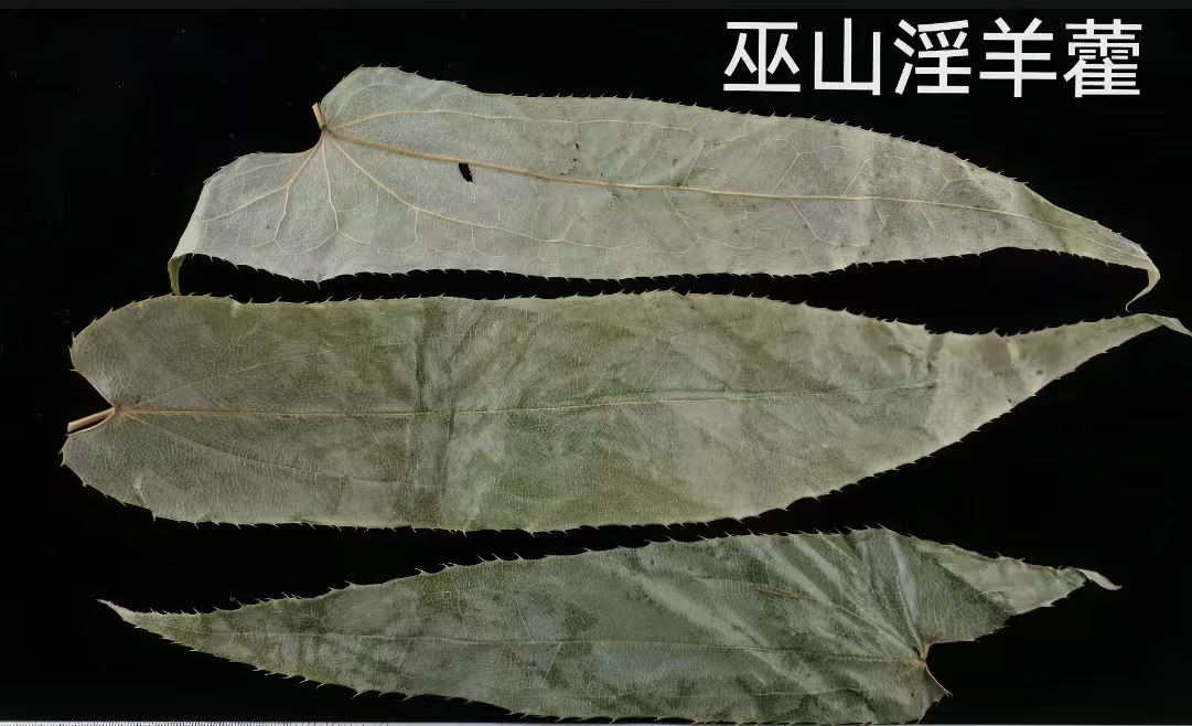 巫山淫羊藿展示图