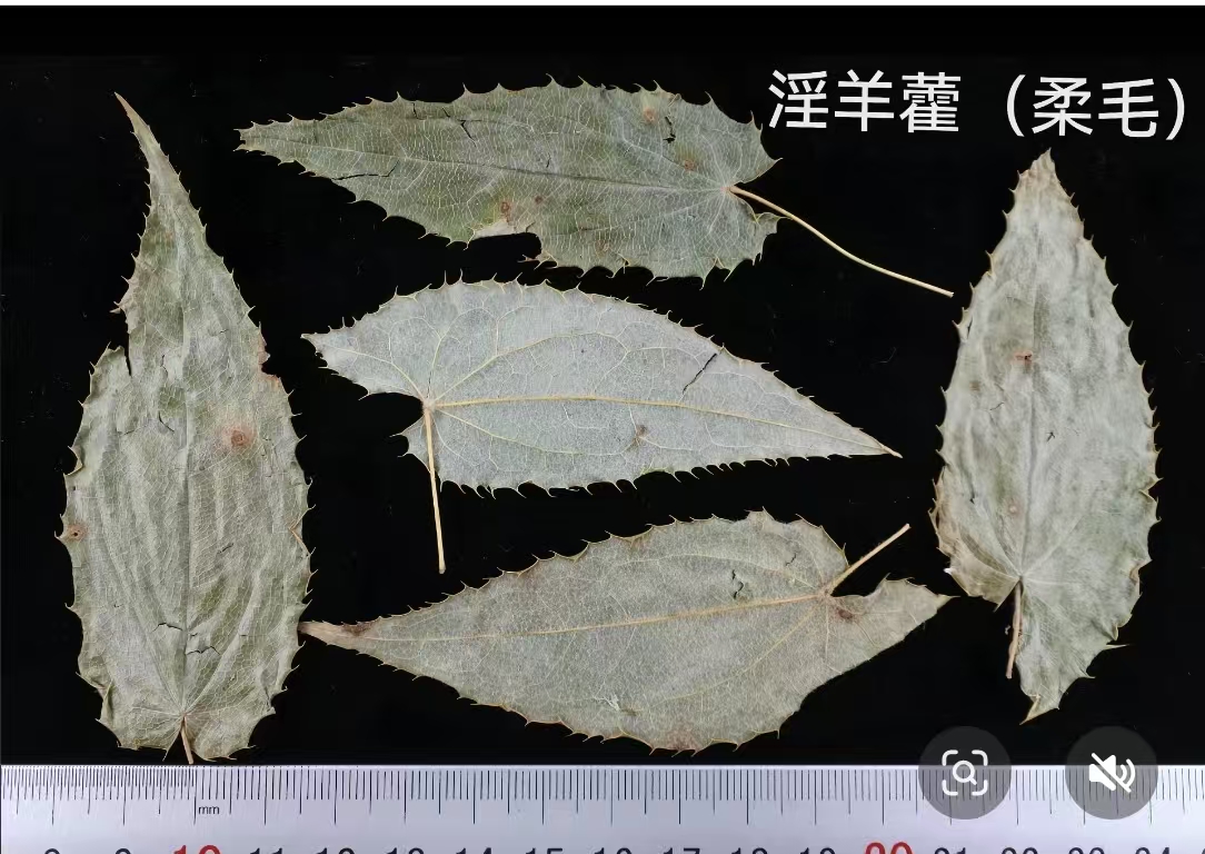柔毛淫羊藿展示图